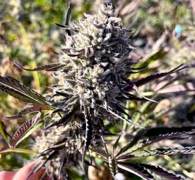 GMOREO seeds feminized
