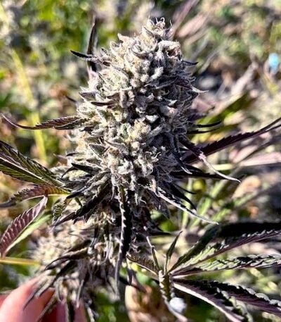 GMOREO seeds feminized