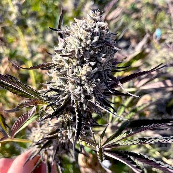 GMOREO seeds feminized