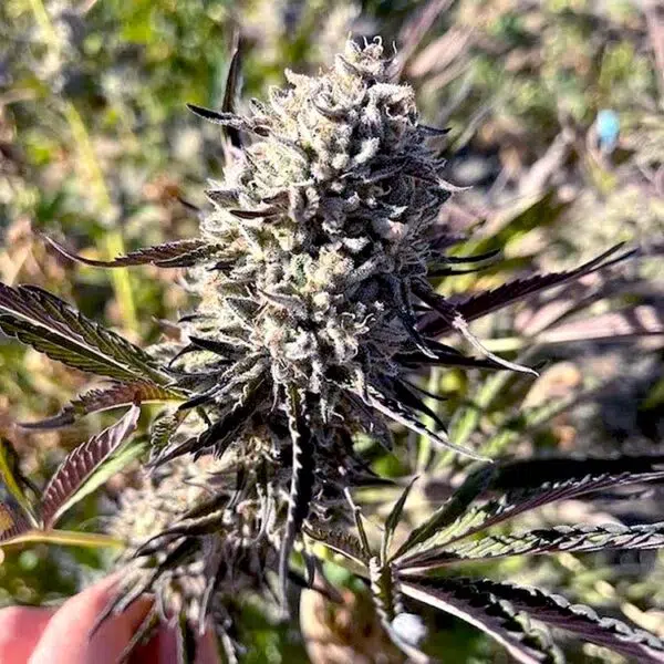 GMOREO seeds feminized