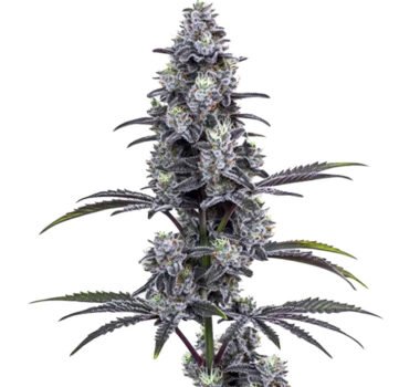 Grape Pie x MAC feminized cannabis seeds for sale