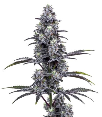 Grape Pie x MAC feminized cannabis seeds for sale