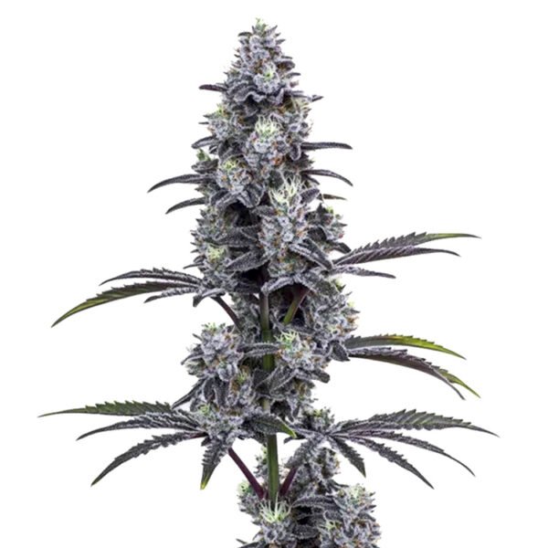 Grape Pie x MAC feminized cannabis seeds for sale