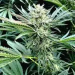 Holy Grail Gelato OG seeds for sale
