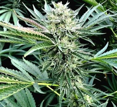 Holy Grail Gelato OG seeds for sale