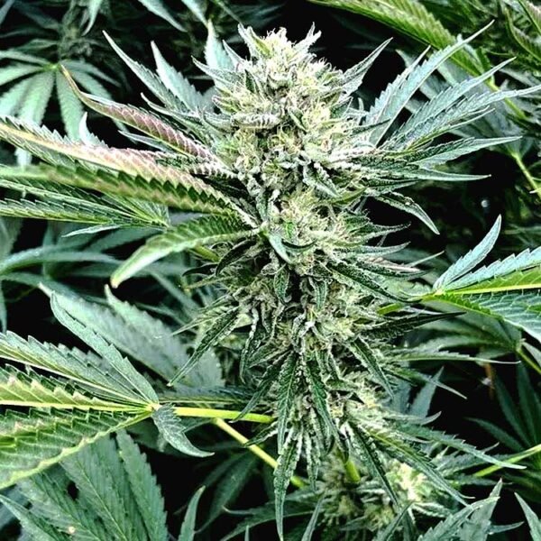 Holy Grail Gelato OG seeds for sale
