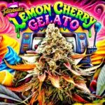 Lemon Cherry Gelato seeds by Tastebudz Genetics.