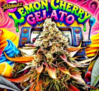 Lemon Cherry Gelato seeds by Tastebudz Genetics.