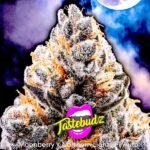 midnight moonshine f1 auto by Tastebudz