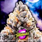 midnight moonshine f1 auto by Tastebudz