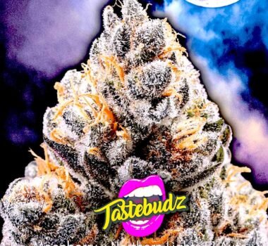 midnight moonshine f1 auto by Tastebudz