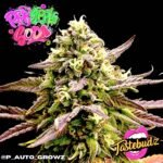 Pink Apple Soda Auto strain (Tastebudz)