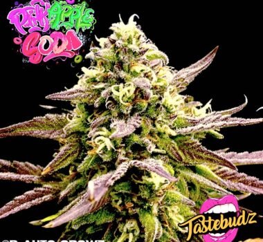 Pink Apple Soda Auto strain (Tastebudz)