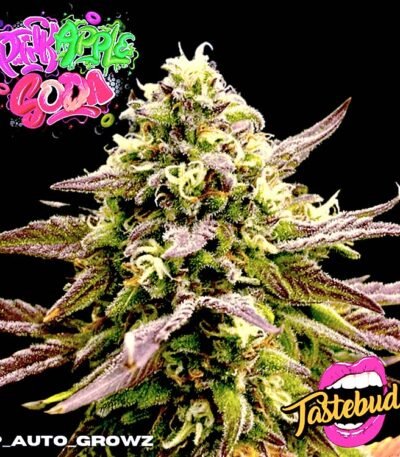 Pink Apple Soda Auto strain (Tastebudz)