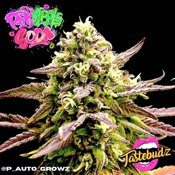 Pink Apple Soda Auto strain (Tastebudz)