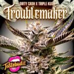 Troublemaker strain Tastebudz Genetics