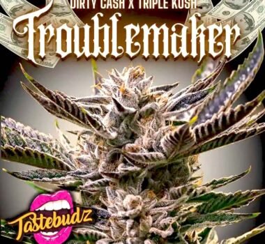 Troublemaker strain Tastebudz Genetics