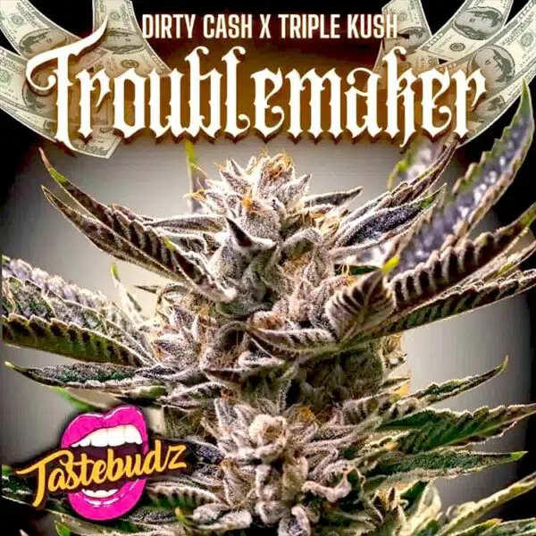 Troublemaker strain Tastebudz Genetics
