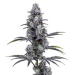 Image of Vice City 89 90 88 5 seeds - Gelato Seeds