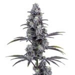 Image of Vice City 89 90 88 5 seeds - Gelato Seeds