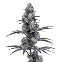 Image of Vice City 89 90 88 5 seeds - Gelato Seeds