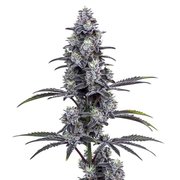Image of Vice City 89 90 88 5 seeds - Gelato Seeds