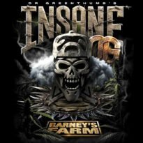 Image of Insane OG-Barneys Farm x Dr. Greenthumb 5 seeds - Gelato Seeds