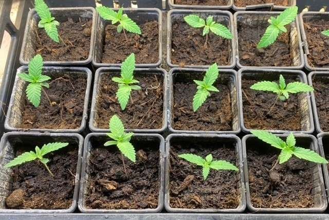 How to germinate cannabis seeds 3 easy methods