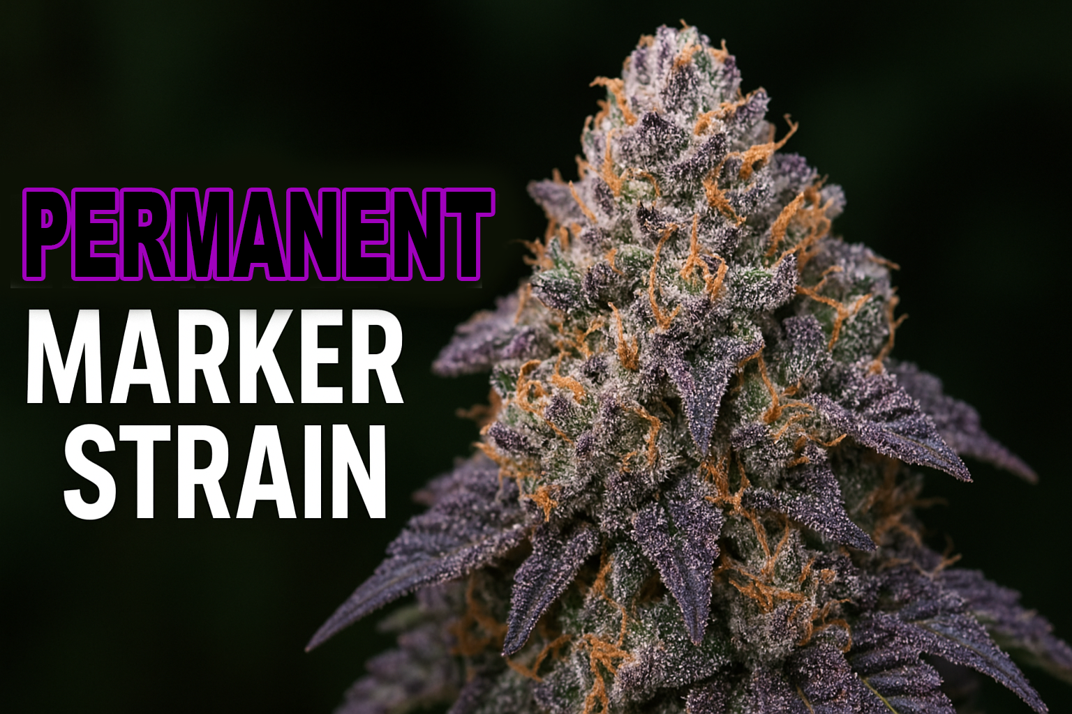 Permanent Marker Strain – Review, Effects & Grow Guide