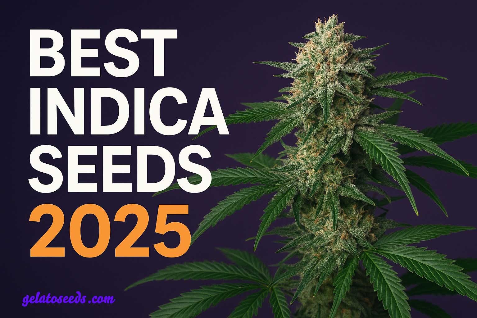 Indica Seeds 2025