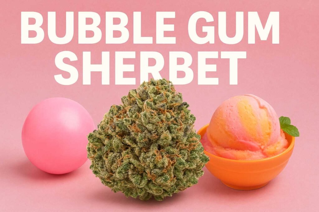 Bubble Gum Sherbet strain