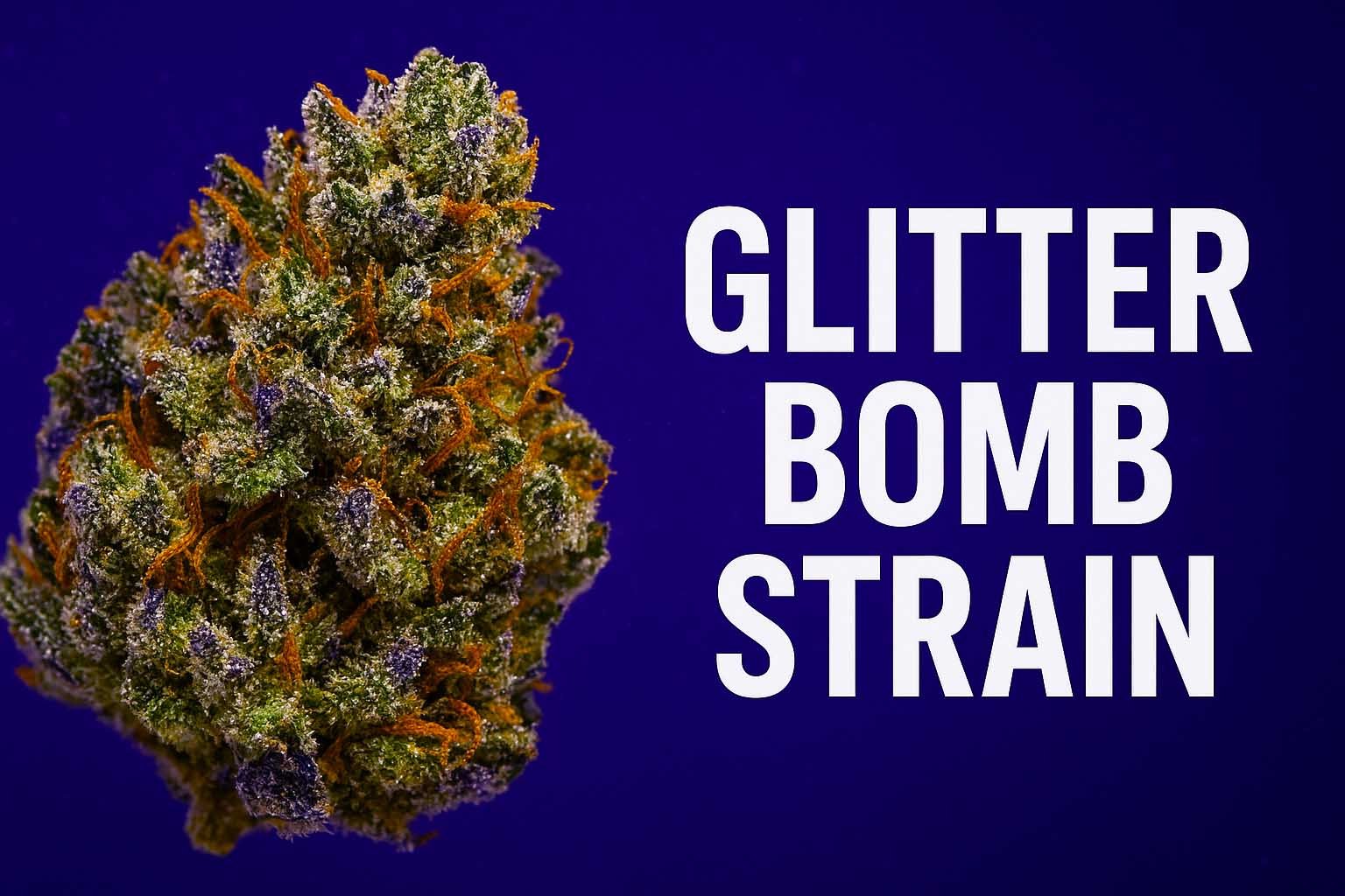 Glitter Bomb Strain Review, Effects, and Grow Guide (2025)