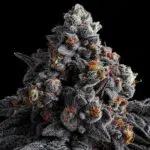 Thumbnail for Indigo Sapphire 88 89 90 5 seeds - Gelato Seeds