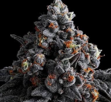 Image of Indigo Sapphire - Gelato Seeds