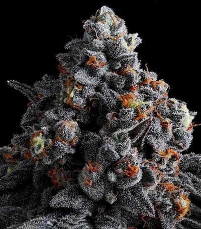Image of Indigo Sapphire - Gelato Seeds