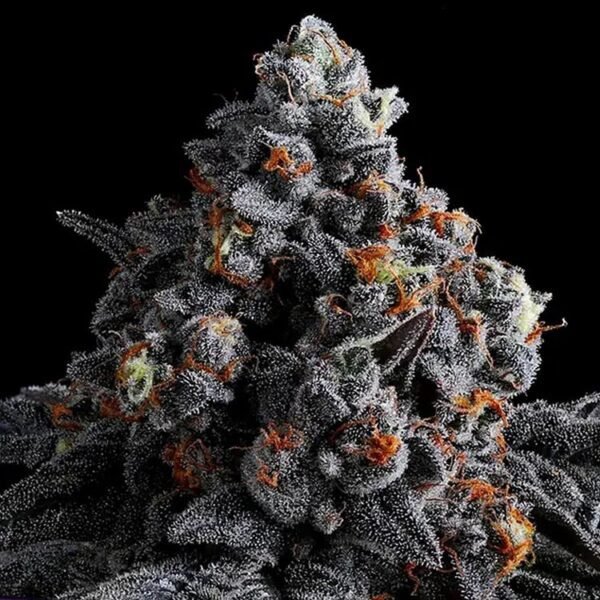 Image of Indigo Sapphire - Gelato Seeds