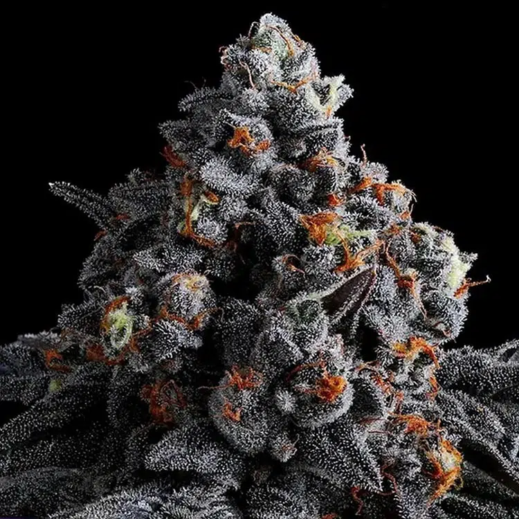 Thumbnail for Indigo Sapphire 88 89 90 5 seeds - Gelato Seeds