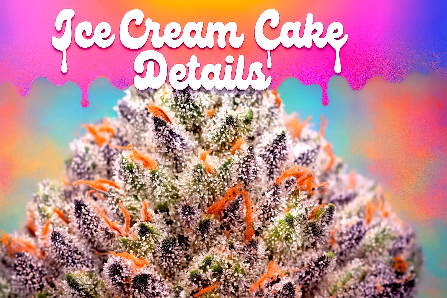 Ice Cream Cake cannabis strain macro photo featuring frosty trichomes, purple hues, and dense buds for a cultivation and strain-review blog.