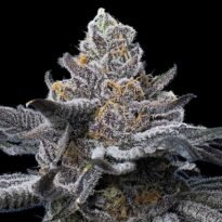 Image of LFG by Barneys Farm 88 - Gelato Seeds