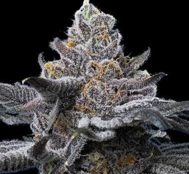 Image of LFG by Barneys Farm 88 - Gelato Seeds