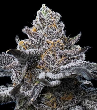 Image of LFG by Barneys Farm 88 - Gelato Seeds