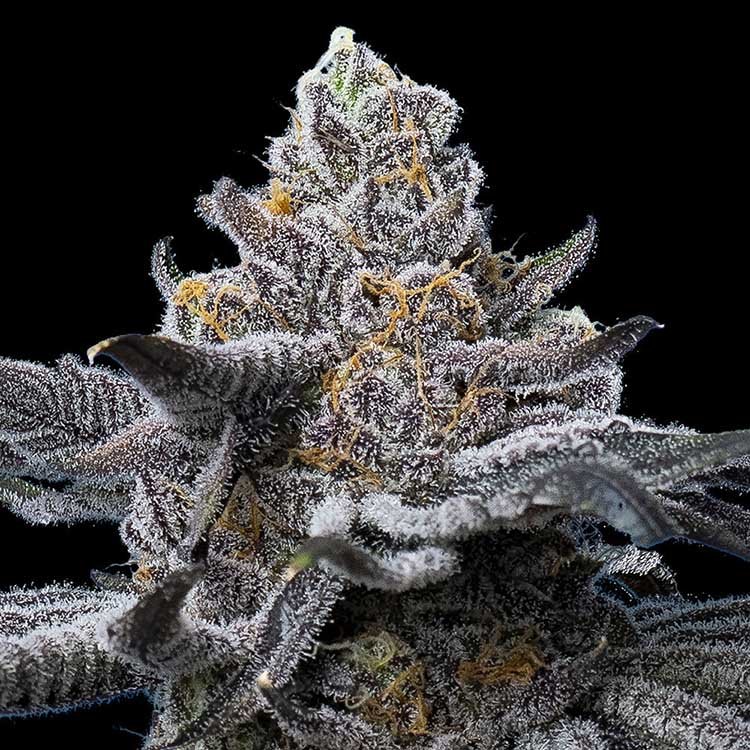 LFGseeds Image of LFG by Barneys Farm 88 - Gelato Seeds