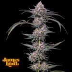 Image of Banana Punch Gelato Auto - James Loud - Gelato Seeds