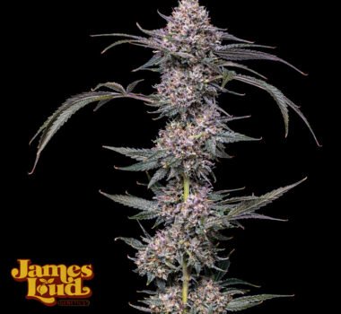 Image of Banana Punch Gelato Auto - James Loud - Gelato Seeds