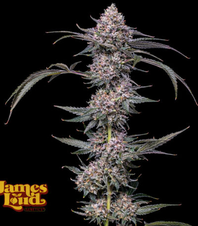 Image of Banana Punch Gelato Auto - James Loud - Gelato Seeds