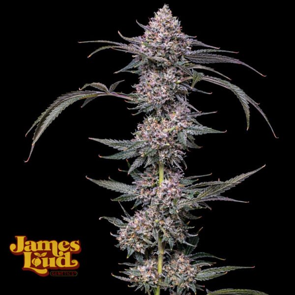 Image of Banana Punch Gelato Auto - James Loud - Gelato Seeds