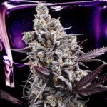 Image of Body Count - Ice T / Brothers Grimm 9 seeds - Gelato Seeds