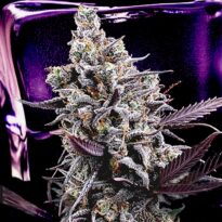 Image of Body Count - Ice T / Brothers Grimm 9 seeds - Gelato Seeds