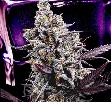 Image of Body Count - Ice T / Brothers Grimm 9 seeds - Gelato Seeds