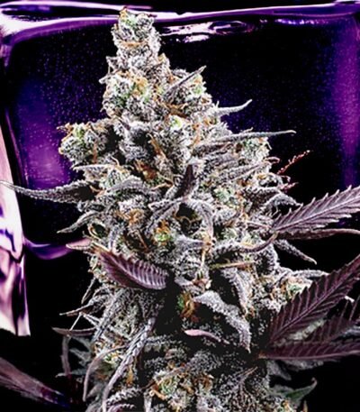 Image of Body Count - Ice T / Brothers Grimm 9 seeds - Gelato Seeds
